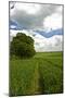 Cornfield-Veneratio-Mounted Photographic Print