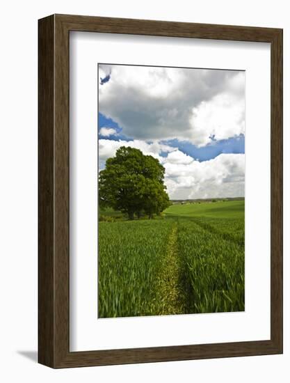 Cornfield-Veneratio-Framed Photographic Print