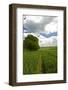 Cornfield-Veneratio-Framed Photographic Print