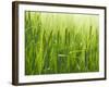 Cornfield-Susanne Casper-zielonka-Framed Photographic Print