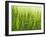 Cornfield-Susanne Casper-zielonka-Framed Photographic Print