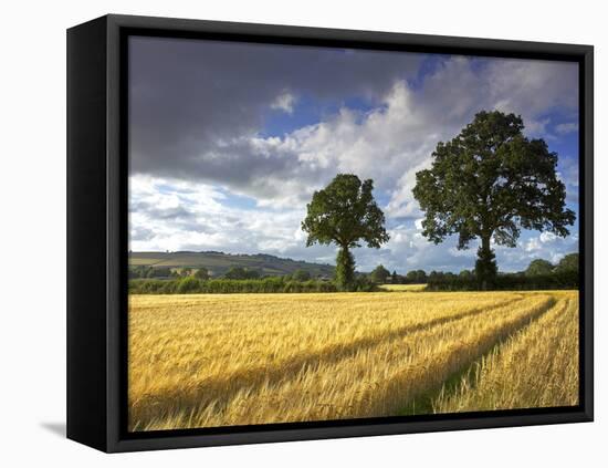 Cornfields, Exe Valley, Devon, England, United Kingdom, Europe-Jeremy Lightfoot-Framed Stretched Canvas