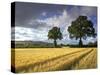 Cornfields, Exe Valley, Devon, England, United Kingdom, Europe-Jeremy Lightfoot-Stretched Canvas