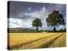 Cornfields, Exe Valley, Devon, England, United Kingdom, Europe-Jeremy Lightfoot-Stretched Canvas