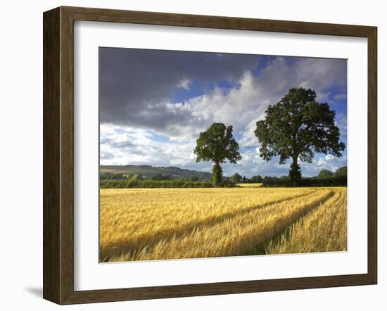 Cornfields, Exe Valley, Devon, England, United Kingdom, Europe-Jeremy Lightfoot-Framed Photographic Print