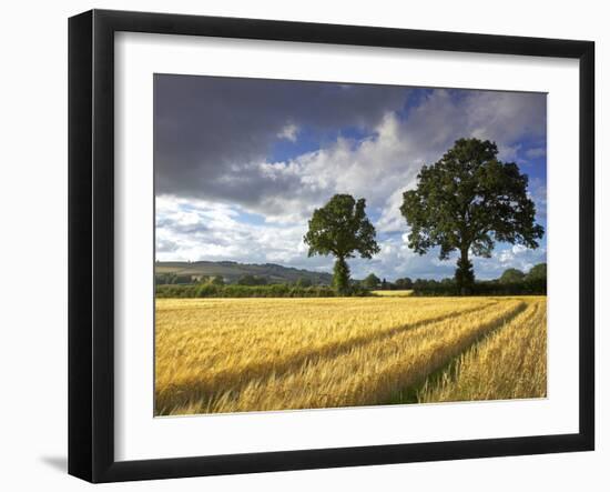 Cornfields, Exe Valley, Devon, England, United Kingdom, Europe-Jeremy Lightfoot-Framed Photographic Print