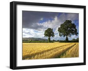 Cornfields, Exe Valley, Devon, England, United Kingdom, Europe-Jeremy Lightfoot-Framed Photographic Print