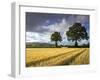 Cornfields, Exe Valley, Devon, England, United Kingdom, Europe-Jeremy Lightfoot-Framed Photographic Print