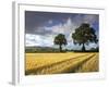 Cornfields, Exe Valley, Devon, England, United Kingdom, Europe-Jeremy Lightfoot-Framed Photographic Print