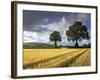 Cornfields, Exe Valley, Devon, England, United Kingdom, Europe-Jeremy Lightfoot-Framed Photographic Print