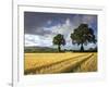 Cornfields, Exe Valley, Devon, England, United Kingdom, Europe-Jeremy Lightfoot-Framed Photographic Print