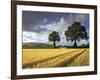 Cornfields, Exe Valley, Devon, England, United Kingdom, Europe-Jeremy Lightfoot-Framed Photographic Print