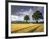 Cornfields, Exe Valley, Devon, England, United Kingdom, Europe-Jeremy Lightfoot-Framed Photographic Print