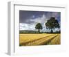 Cornfields, Exe Valley, Devon, England, United Kingdom, Europe-Jeremy Lightfoot-Framed Photographic Print