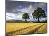 Cornfields, Exe Valley, Devon, England, United Kingdom, Europe-Jeremy Lightfoot-Mounted Photographic Print