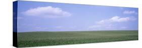 Cornfields, Iowa, USA-null-Stretched Canvas