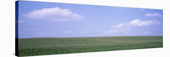 Cornfields, Iowa, USA-null-Stretched Canvas