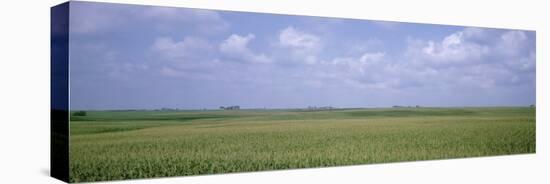 Cornfields, Iowa, USA-null-Stretched Canvas