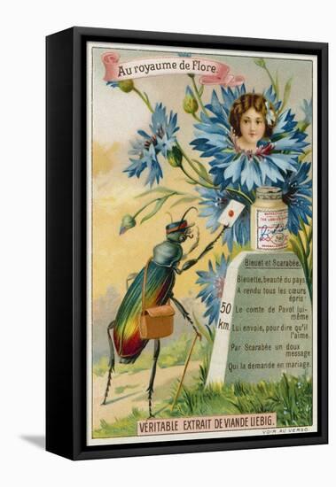 Cornflower and Beetle-null-Framed Stretched Canvas