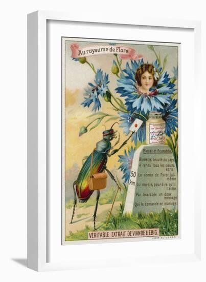 Cornflower and Beetle-null-Framed Giclee Print