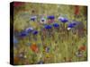 Cornflower Blue painting-Helen White-Stretched Canvas