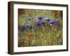 Cornflower Blue painting-Helen White-Framed Giclee Print