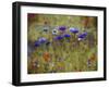 Cornflower Blue painting-Helen White-Framed Giclee Print