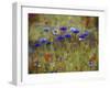 Cornflower Blue painting-Helen White-Framed Giclee Print