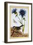 Cornflower, C.1766-Pierre-Joseph Buchoz-Framed Giclee Print