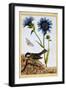 Cornflower, C.1766-Pierre-Joseph Buchoz-Framed Giclee Print