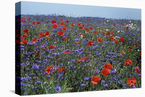 Cornflower Field with Common Poppies-null-Stretched Canvas