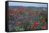 Cornflower Field with Common Poppies-null-Framed Stretched Canvas