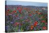 Cornflower Field with Common Poppies-null-Stretched Canvas