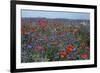 Cornflower Field with Common Poppies-null-Framed Photographic Print