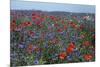 Cornflower Field with Common Poppies-null-Mounted Photographic Print