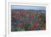 Cornflower Field with Common Poppies-null-Framed Photographic Print