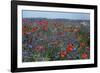 Cornflower Field with Common Poppies-null-Framed Photographic Print