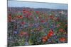 Cornflower Field with Common Poppies-null-Mounted Photographic Print