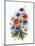 Cornflower, Poppy and Ox-Eye Daisy-Nell Hill-Mounted Giclee Print