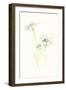 Cornflower Study III-June Vess-Framed Art Print