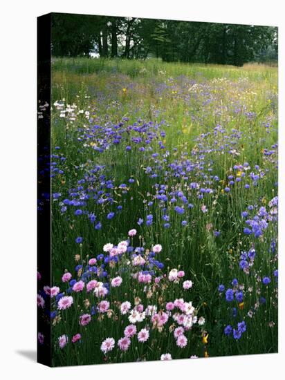 Cornflower Wildflower meadow, Norfolk Botanical Garden, Virginia, USA-Charles Gurche-Stretched Canvas