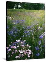 Cornflower Wildflower meadow, Norfolk Botanical Garden, Virginia, USA-Charles Gurche-Stretched Canvas