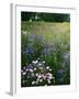 Cornflower Wildflower meadow, Norfolk Botanical Garden, Virginia, USA-Charles Gurche-Framed Premium Photographic Print