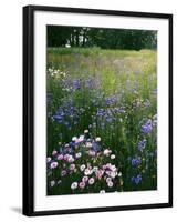 Cornflower Wildflower meadow, Norfolk Botanical Garden, Virginia, USA-Charles Gurche-Framed Premium Photographic Print