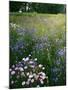 Cornflower Wildflower meadow, Norfolk Botanical Garden, Virginia, USA-Charles Gurche-Mounted Premium Photographic Print