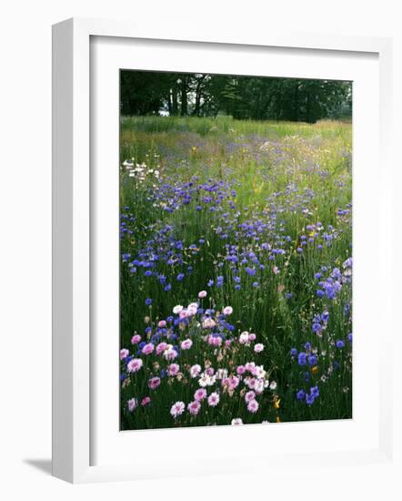 Cornflower Wildflower meadow, Norfolk Botanical Garden, Virginia, USA-Charles Gurche-Framed Photographic Print