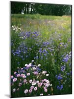 Cornflower Wildflower meadow, Norfolk Botanical Garden, Virginia, USA-Charles Gurche-Mounted Photographic Print