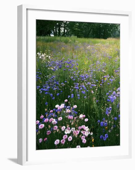 Cornflower Wildflower meadow, Norfolk Botanical Garden, Virginia, USA-Charles Gurche-Framed Photographic Print