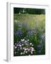 Cornflower Wildflower meadow, Norfolk Botanical Garden, Virginia, USA-Charles Gurche-Framed Photographic Print