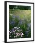 Cornflower Wildflower meadow, Norfolk Botanical Garden, Virginia, USA-Charles Gurche-Framed Photographic Print